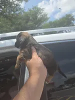 Molly, a female Miniature Dachshund for sale in Dallas, TX – Photo 3 of 7