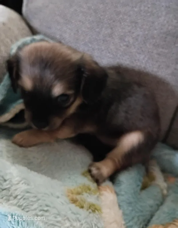 Molly – Miniature Dachshund puppy for sale in Dallas, TX