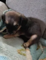 Molly, a female Miniature Dachshund for sale in Dallas, TX – Photo 1 of 7