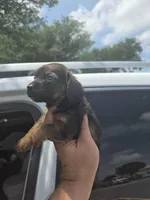 Molly, a female Miniature Dachshund for sale in Dallas, TX – Photo 5 of 7