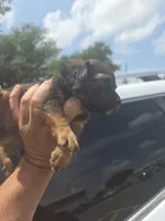 Molly, a female Miniature Dachshund for sale in Dallas, TX – Photo 4 of 7