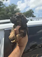 Molly, a female Miniature Dachshund for sale in Dallas, TX – Photo 6 of 7