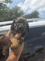 Molly, a female Miniature Dachshund for sale in Dallas, TX – Photo 7 of 7