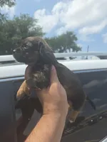 Molly, a female Miniature Dachshund for sale in Dallas, TX – Photo 2 of 7