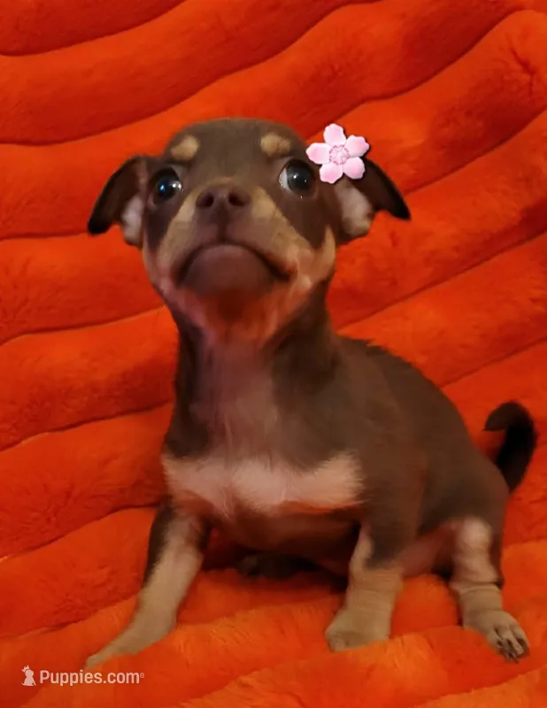 Zoe, a female Chihuahua for sale in Dallas, TX – Photo 1 of 1