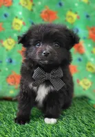 Lucky, a male Pomeranian for sale in Dallas, TX – 5 of 7