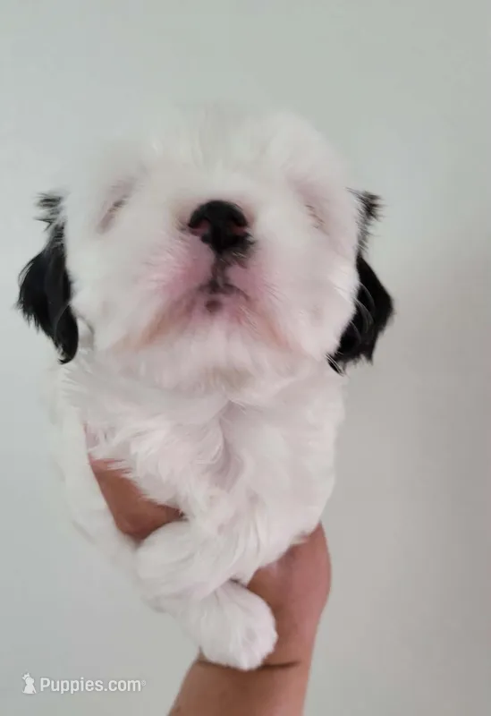 COCO  – Shih Tzu puppy for sale in Dallas, TX