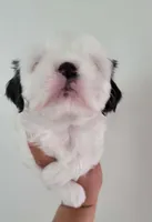 COCO , a male Shih Tzu for sale in Dallas, TX – 1 of 1