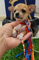 PACO, a male Chihuahua for sale in Dallas, TX – 5 of 6