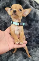 RABITO, a male Chihuahua for sale in Fontana, CA – 5 of 6