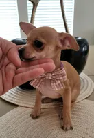 Cleo, a female Chihuahua for sale in Dallas, TX – 2 of 2
