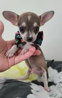 TEACUP JERRY, a male Chihuahua for sale in Dallas, TX – 3 of 8