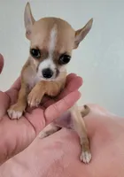 LIL TEACUP BANDIT, a male Chihuahua for sale in Garland, TX – 3 of 7