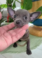 Lil TEACUP BLUE, a male Chihuahua for sale in Katy, TX – 7 of 9