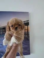 GRUMPY, a male Pekingese for sale in Garland, TX – Photo 1 of 4