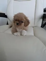 GRUMPY, a male Pekingese for sale in Garland, TX – Photo 3 of 4