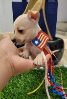 TAQUITO , a male Chihuahua for sale in Dallas, TX – 3 of 8