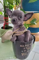 Lil TEACUP BLUE, a male Chihuahua for sale in Katy, TX – 1 of 9