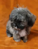 Lucy, a female Shih Tzu for sale in Arlington, TX – 4 of 4