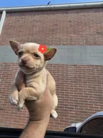 RITA, a female Chihuahua for sale in Dallas, TX – 2 of 2