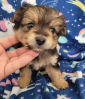 Benji, a male Pomapoo and Yorkipoo for sale in Dallas, TX – 3 of 8