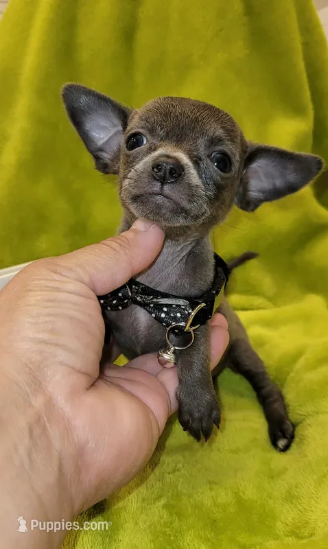 Lil TEACUP BLUE – Chihuahua puppy for sale in Garland, TX