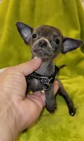 Lil TEACUP BLUE, a male Chihuahua for sale in Garland, TX – 1 of 6