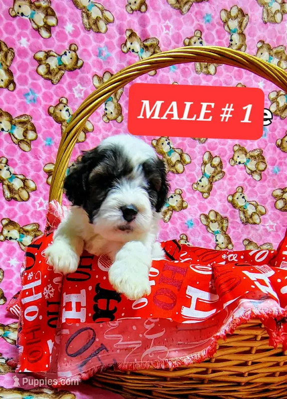 Max  – Poodle - Toy  puppy for sale in Dallas, TX