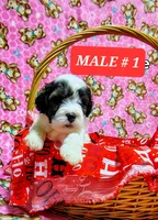 Max , a male Poodle - Toy  for sale in Dallas, TX – 1 of 2