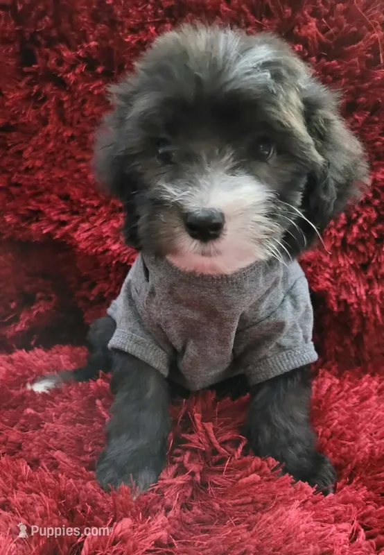 RUFFO – Maltipoo puppy for sale in Fontana, CA