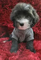 RUFFO, a male Maltipoo for sale in Fontana, CA – 1 of 4