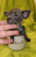 Lil TEACUP BLUE, a male Chihuahua for sale in Garland, TX – 5 of 6