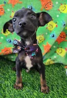LIL SAMMY, a male Chihuahua for sale in Dallas, TX – 3 of 5