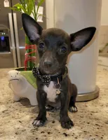 Lil tiny shadow, a male Chihuahua for sale in Dallas, TX – 3 of 3