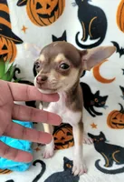 TEACUP SMITTY, a male Chihuahua for sale in Fontana, CA – 2 of 7