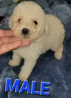 Lucky, a male Poodle - Toy  for sale in Fontana, CA – 2 of 2