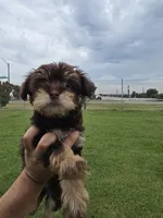 Mitsi, a female Yorkshire Terrier for sale in Dallas, TX – 2 of 2