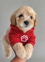 Max , a male Maltipoo for sale in Santa Barbara, CA – 1 of 4