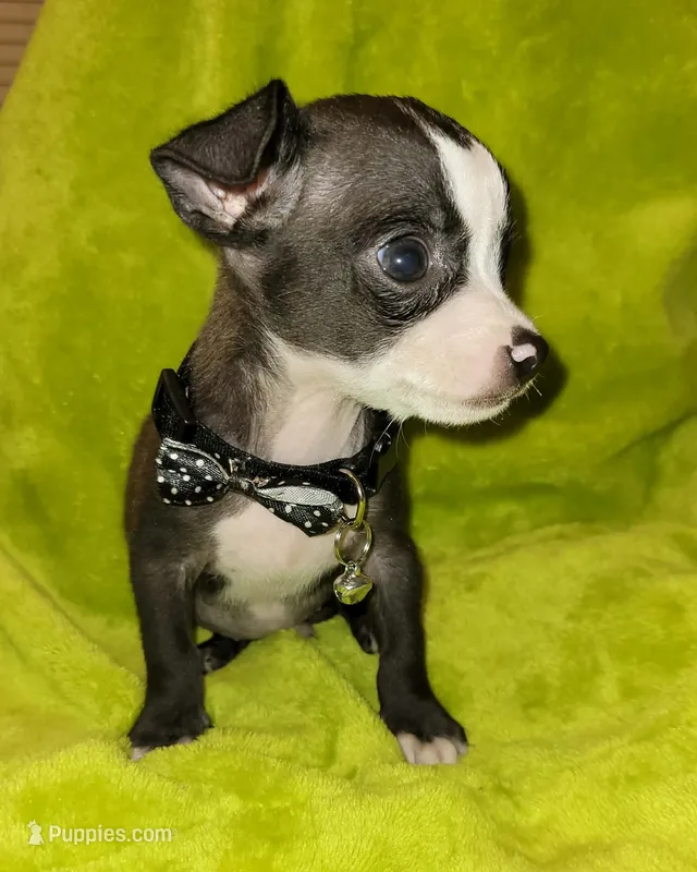 LIL TEACUP YOGI – Chihuahua puppy for sale in Garland, TX