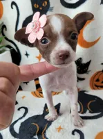 TEACUP TINY, a female Chihuahua for sale in Fontana, CA – 5 of 5
