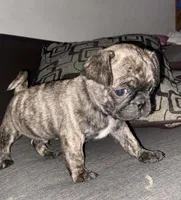 LITTLE RAMBO, a male Pug for sale in Dallas, TX – 2 of 2