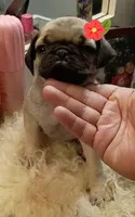 Pinky, a female Pug for sale in Garland, TX – 1 of 4