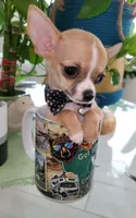 LIL TEACUP BANDIT, a male Chihuahua for sale in Katy, TX – 6 of 10