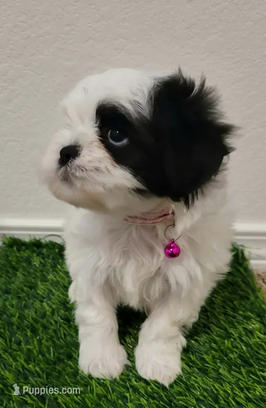 Lili  – Shih Tzu puppy for sale in Dallas, TX