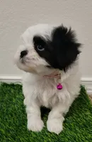 Lili , a female Shih Tzu for sale in Dallas, TX – 1 of 3