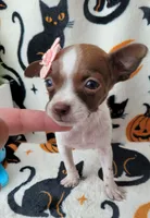 TEACUP TINY, a female Chihuahua for sale in Fontana, CA – 3 of 5