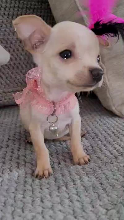 Lil TEACUP BELLA, a female Chihuahua for sale in Fontana, CA – 7 of 9
