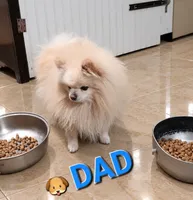 Dave, a male Pomeranian for sale in Mesquite, TX – 5 of 5