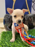 TAQUITO , a male Chihuahua for sale in Dallas, TX – 8 of 8