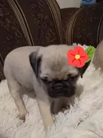 Pinky, a female Pug for sale in Garland, TX – 2 of 4